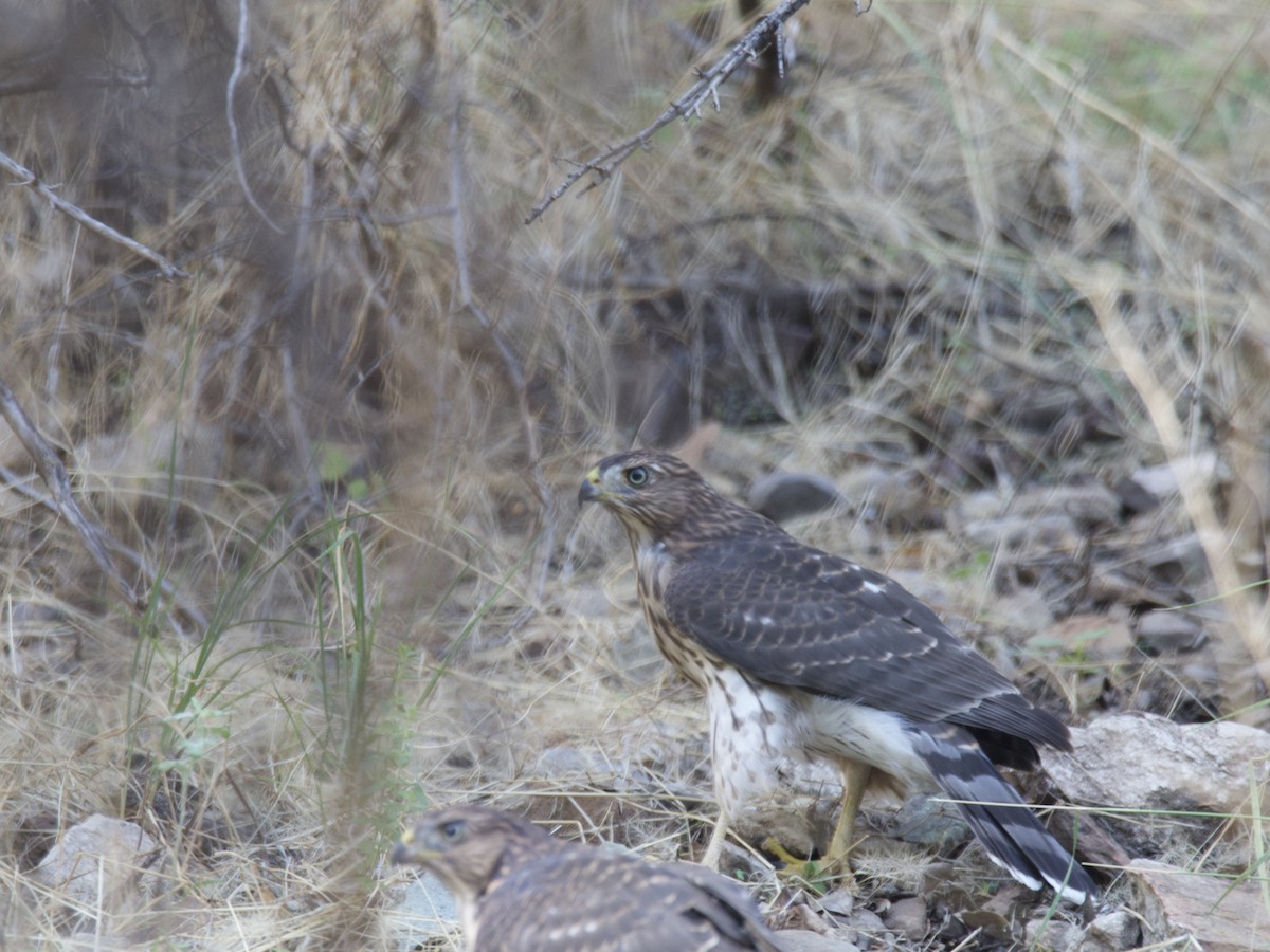 Cooper's Hawk - ML465952561