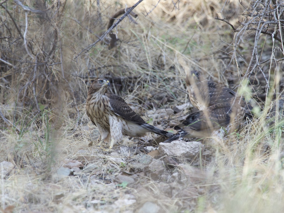 Cooper's Hawk - ML465952571