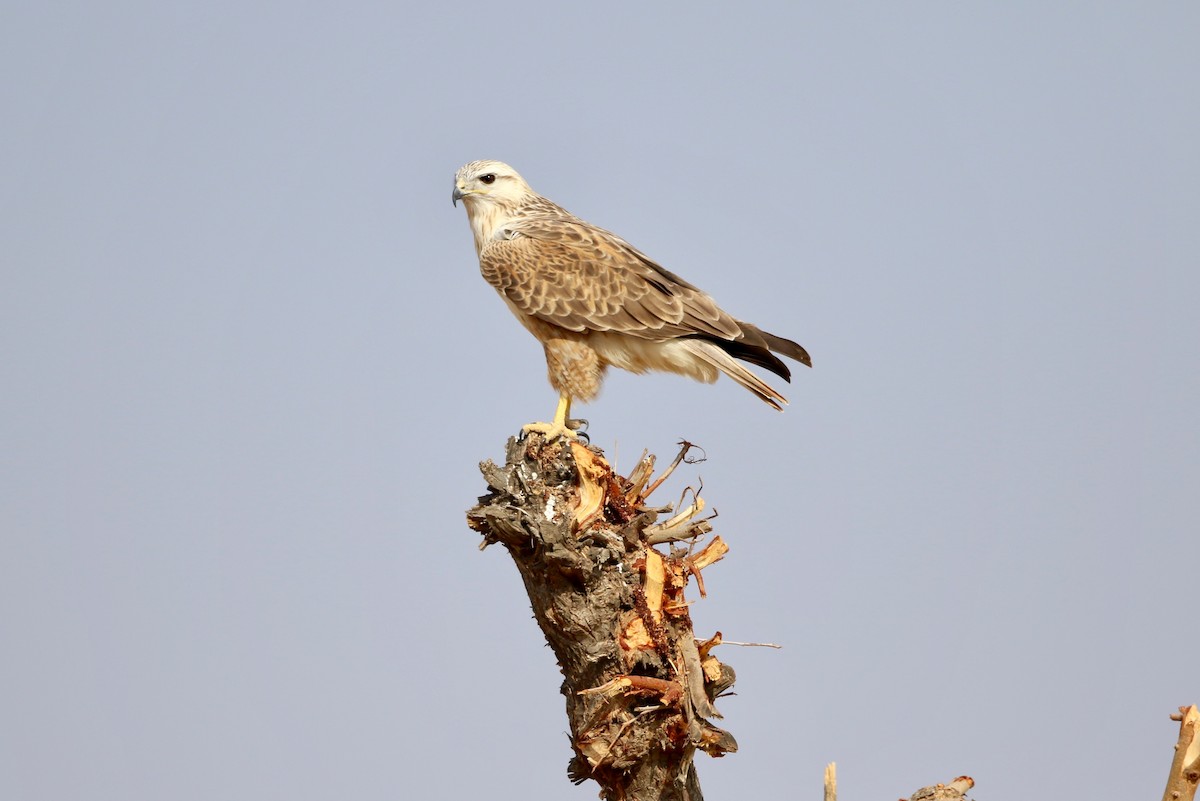 Long-legged Buzzard - ML46595271