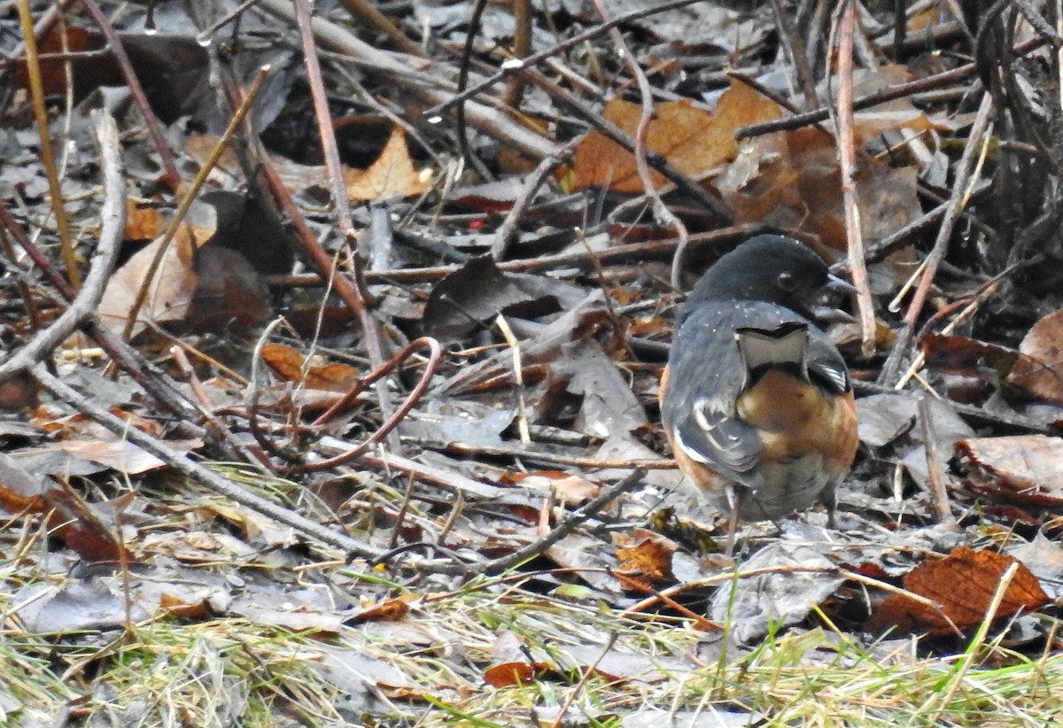 Eastern Towhee - ML46595291