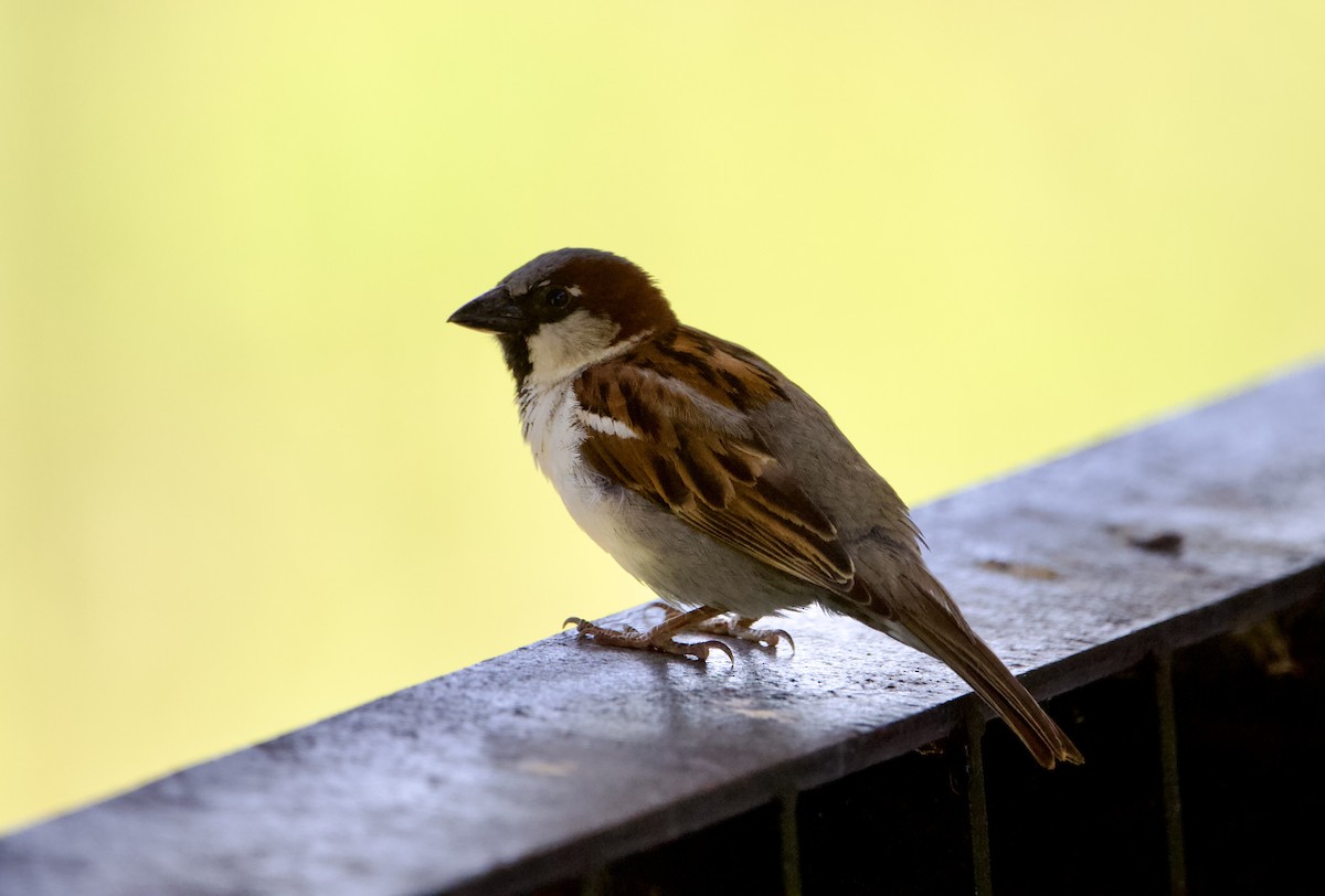 House Sparrow - ML465952941