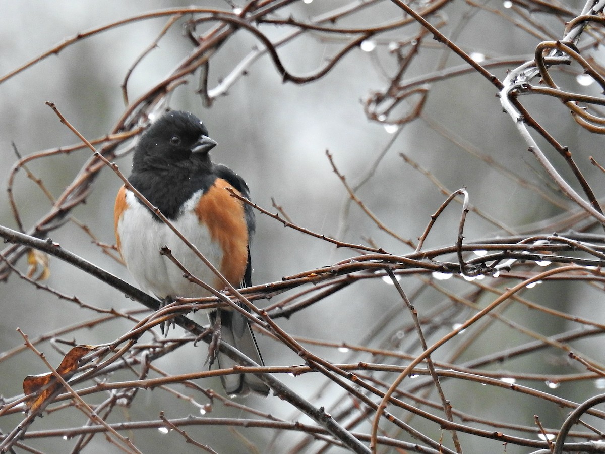 Eastern Towhee - Joanne Muis Redwood