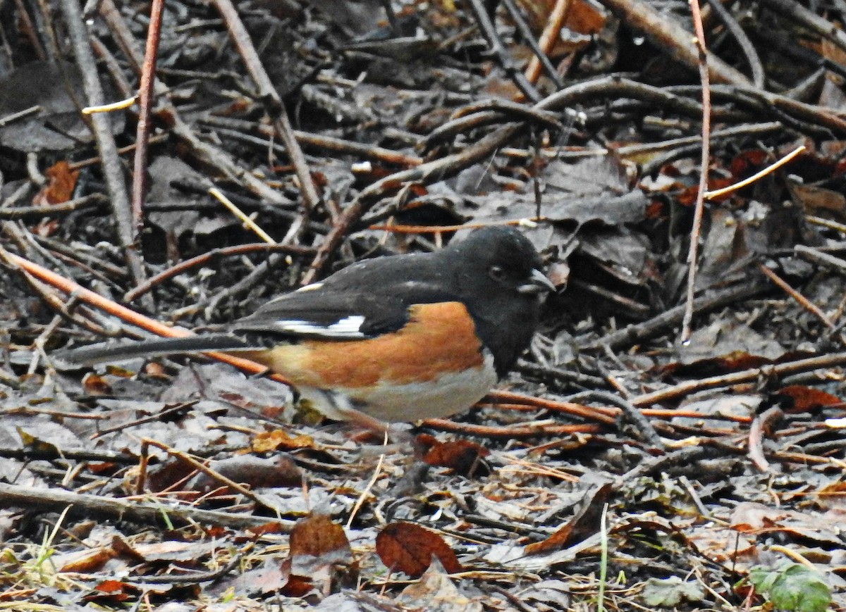 ワキアカトウヒチョウ - ML46595311