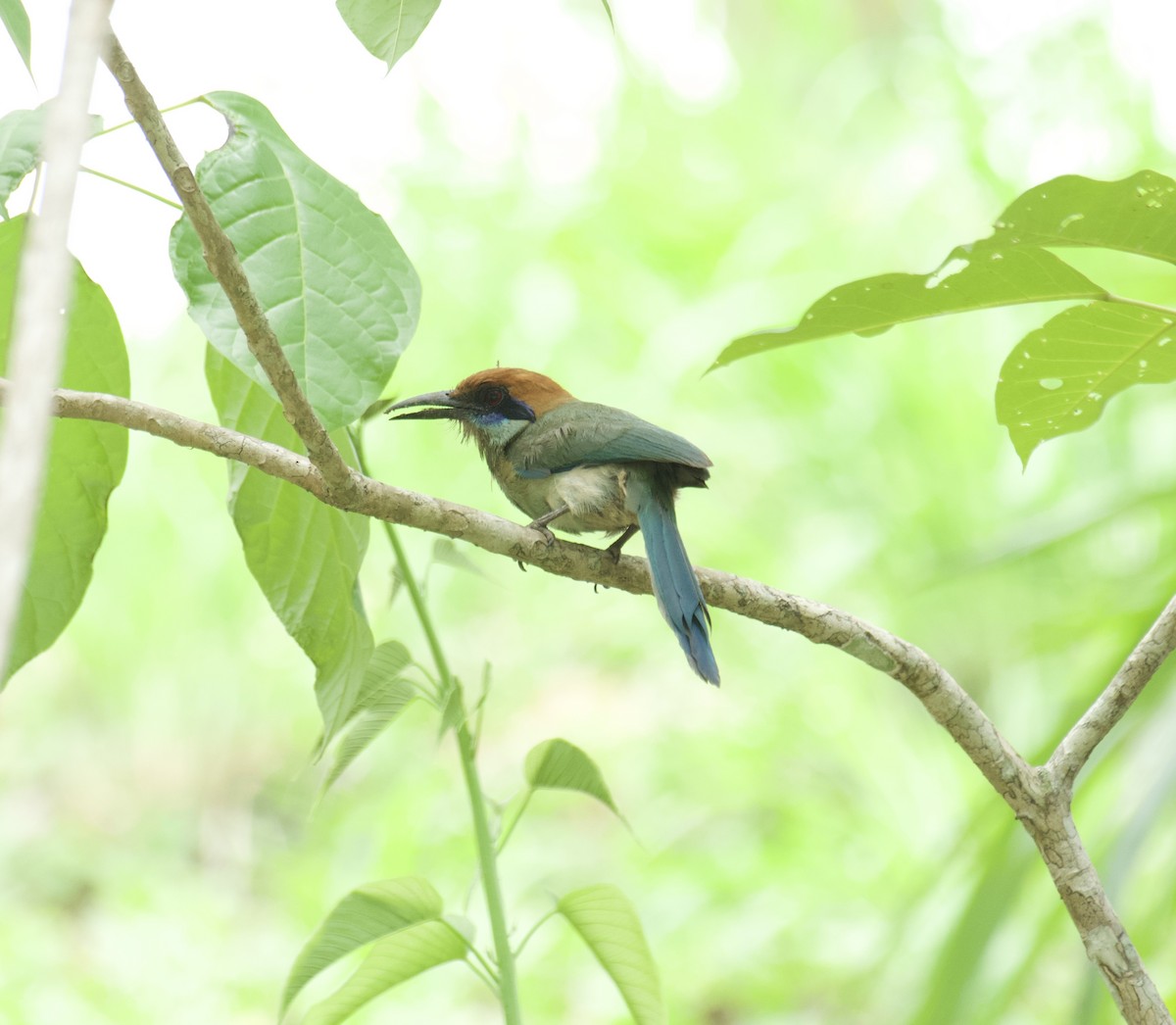 Russet-crowned Motmot - ML465953851