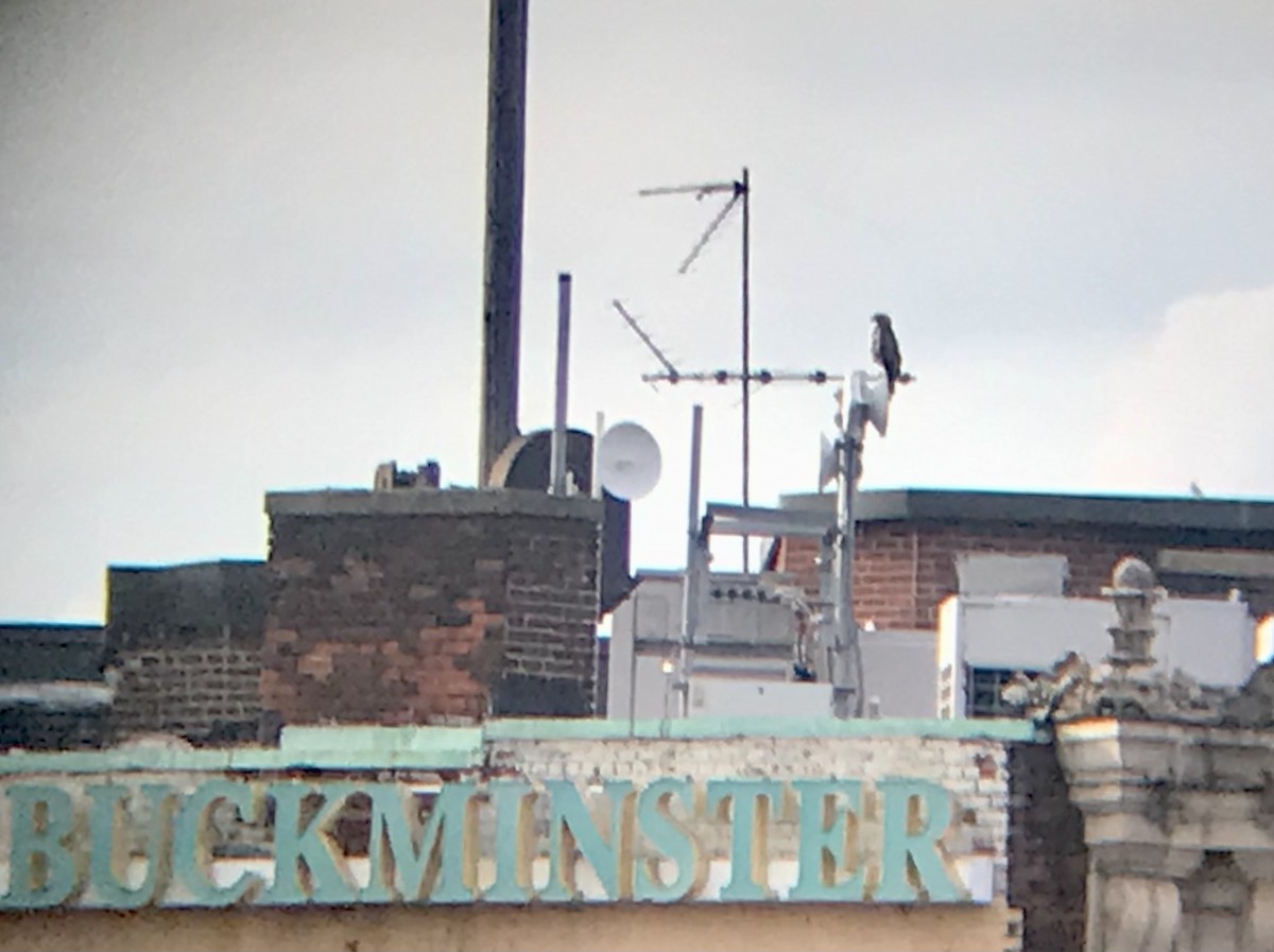 Red-tailed Hawk - ML465954071