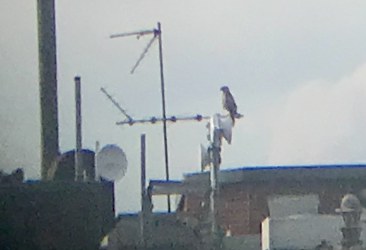 Red-tailed Hawk - ML465954081