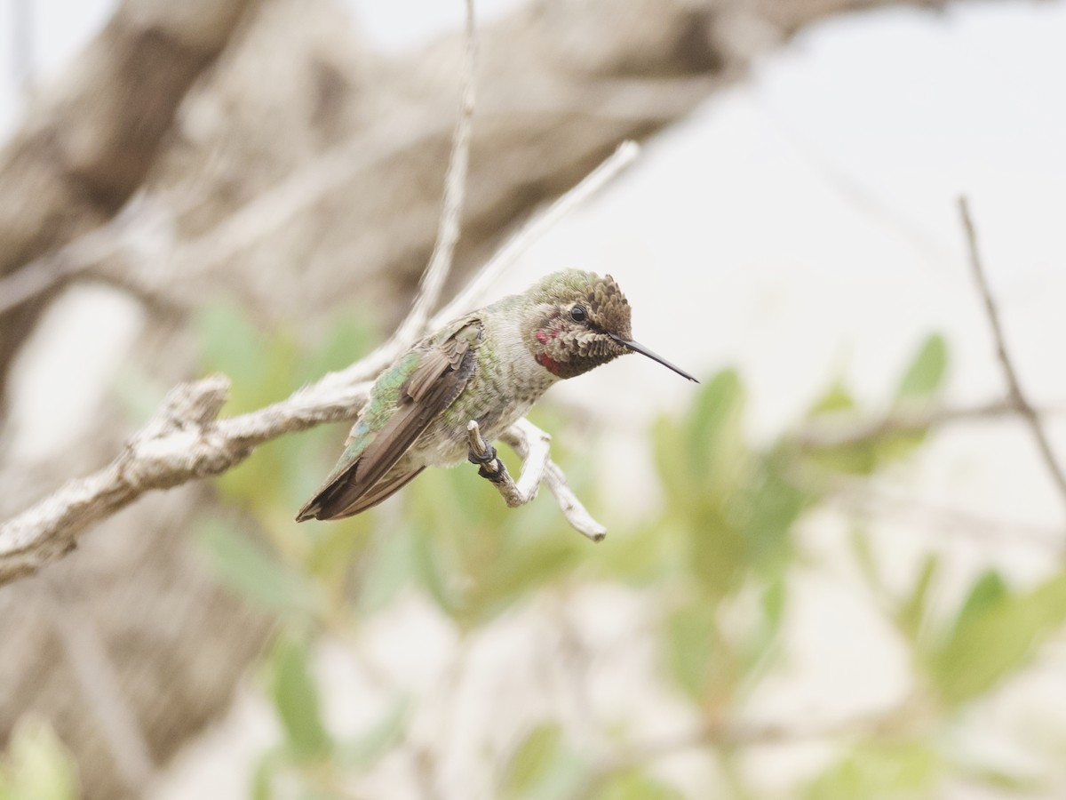 Anna's Hummingbird - ML465955051