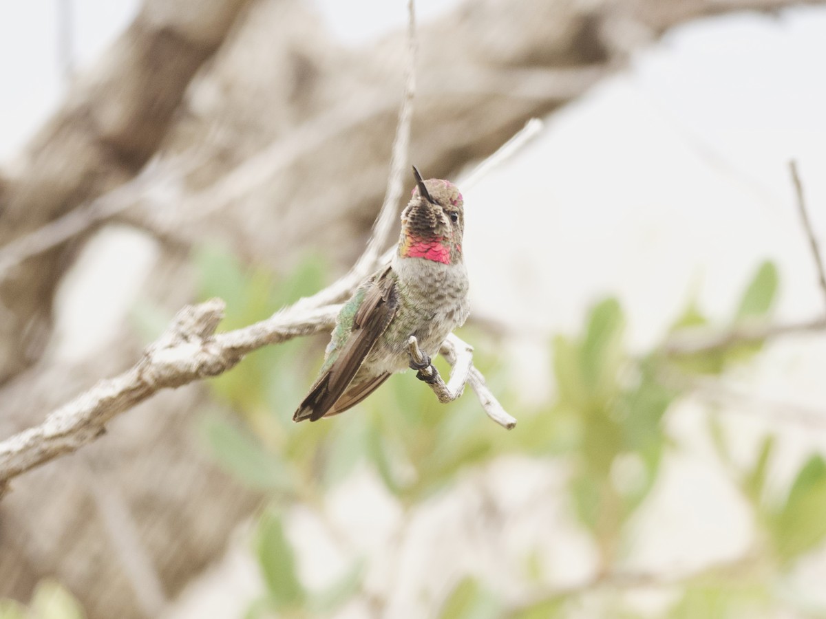 Anna's Hummingbird - ML465955061