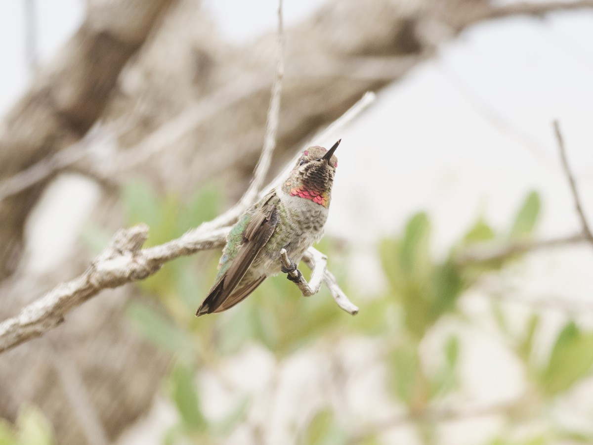 Anna's Hummingbird - ML465955071