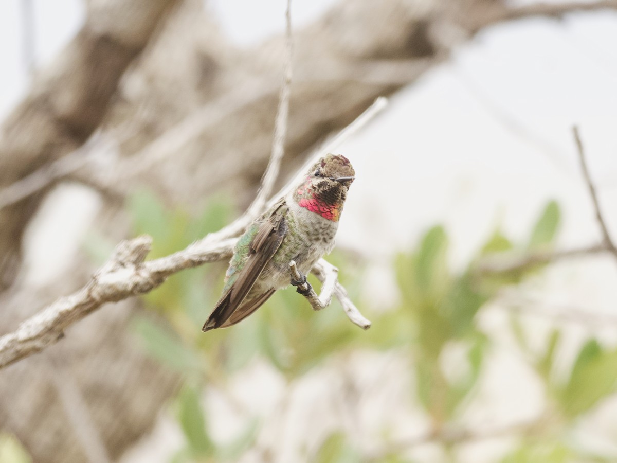 Anna's Hummingbird - ML465955081
