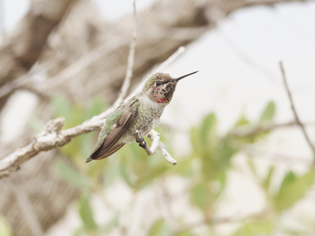 Anna's Hummingbird - ML465955101