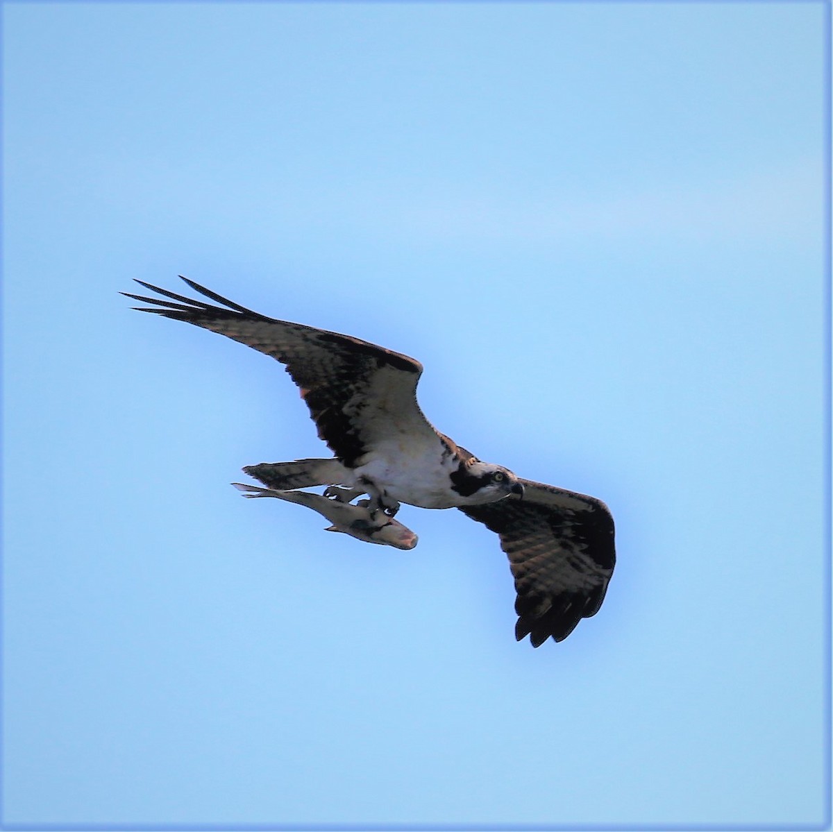 Águila Pescadora - ML46595511