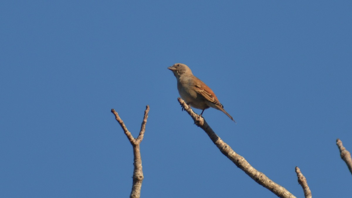 Southern Gray-headed Sparrow - ML465955461