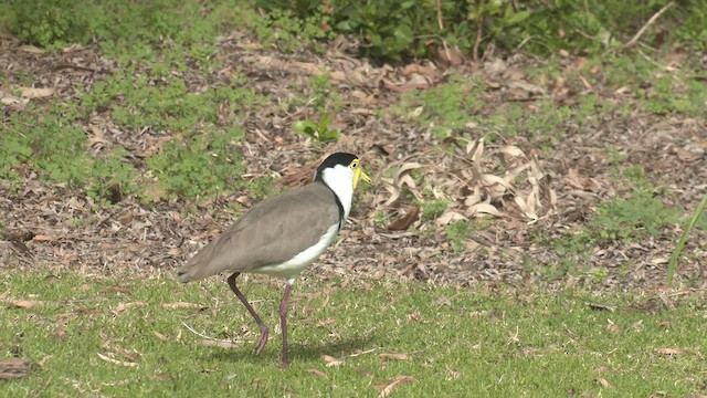 Masked Lapwing - ML465955801