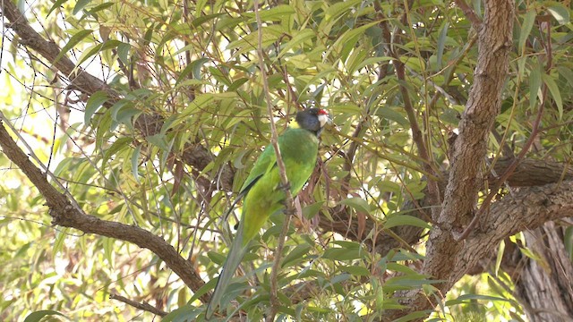 Australian Ringneck (Twenty-eight) - ML465956041