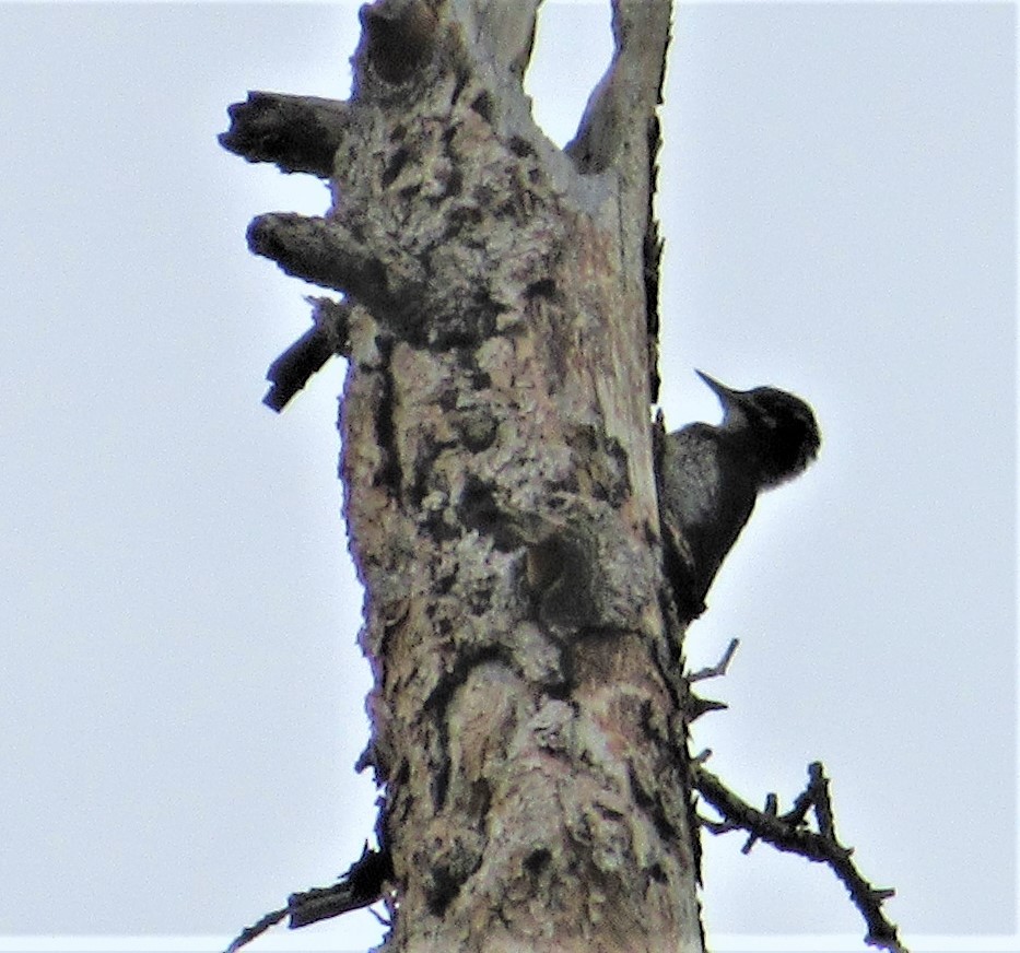 American Three-toed Woodpecker - ML465957091