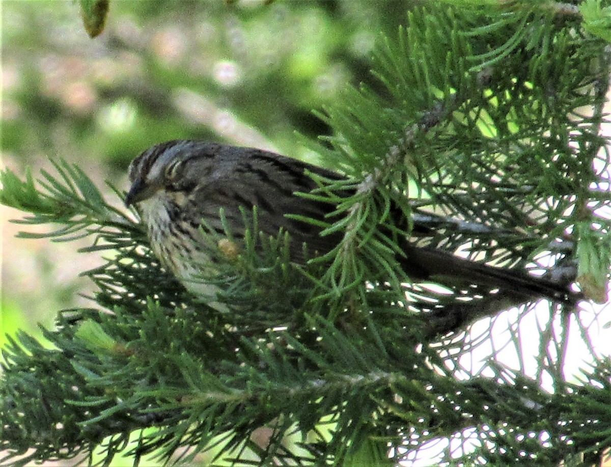 Lincoln's Sparrow - ML465957301