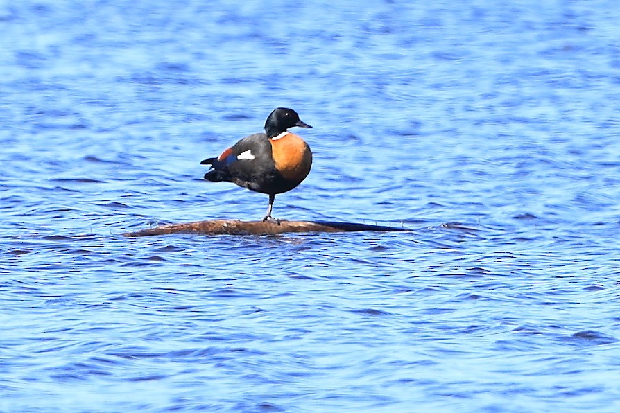 Australian Shelduck - ML465957411