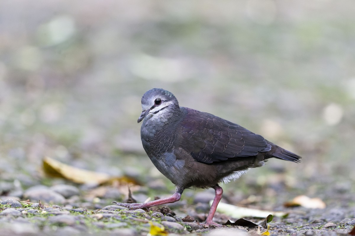 Purplish-backed Quail-Dove - Juan Diego Vargas