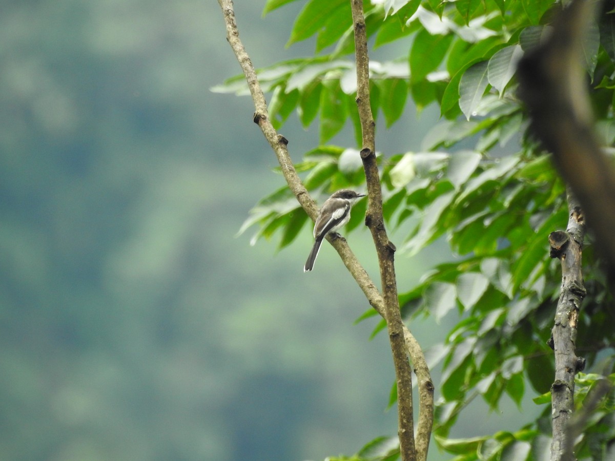 Bar-winged Flycatcher-shrike - ML465959831