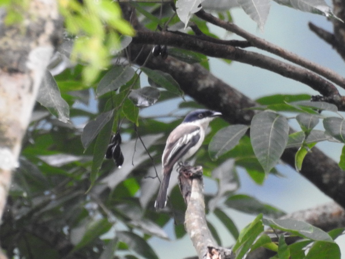 Bar-winged Flycatcher-shrike - ML465960081