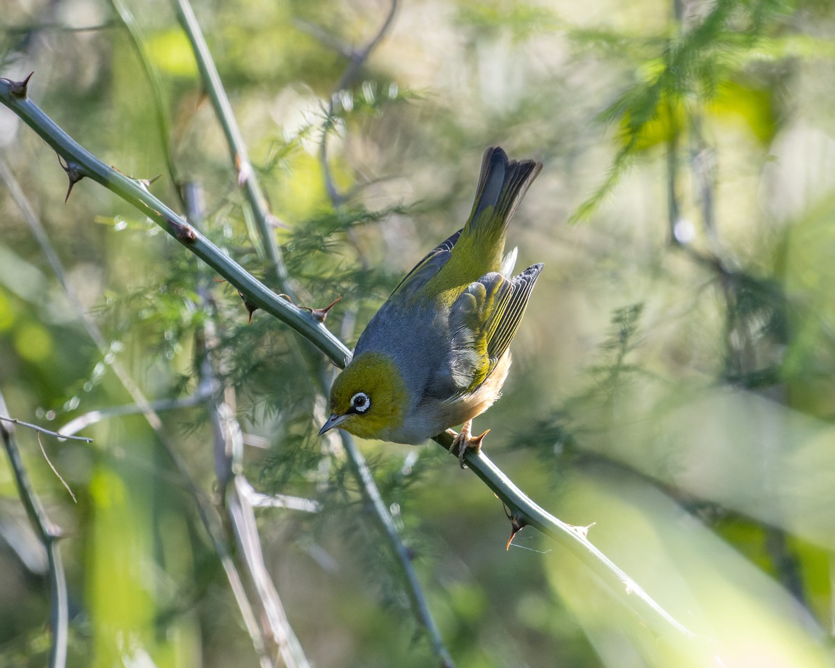 Graumantel-Brillenvogel - ML465963531