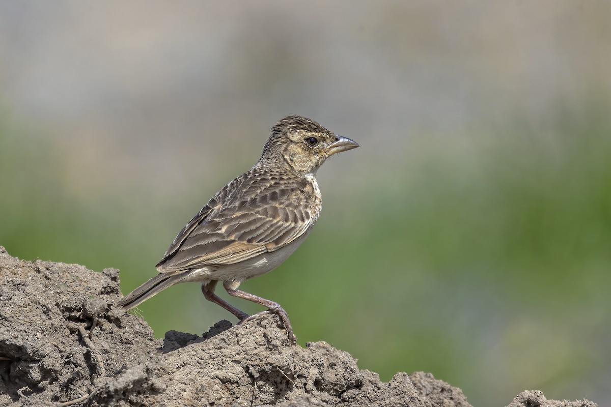 Singing Bushlark (Australasian) - ML465965791