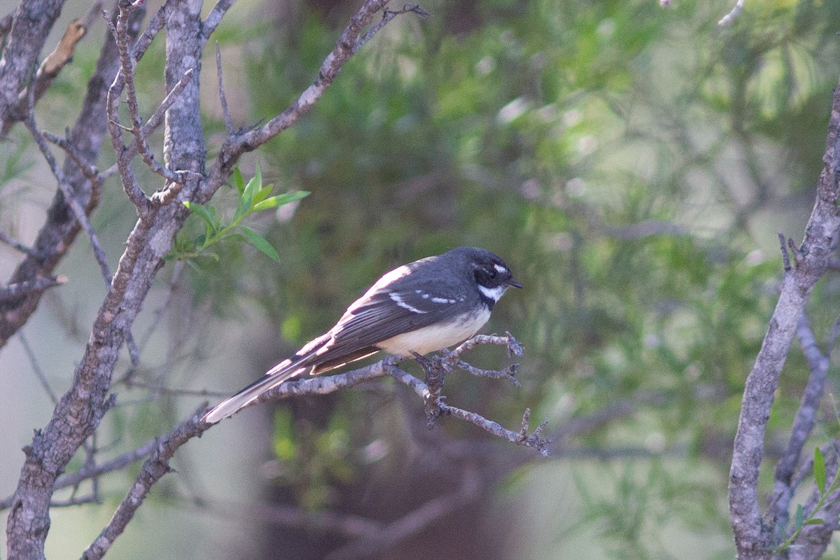 Gray Fantail - Richard and Margaret Alcorn