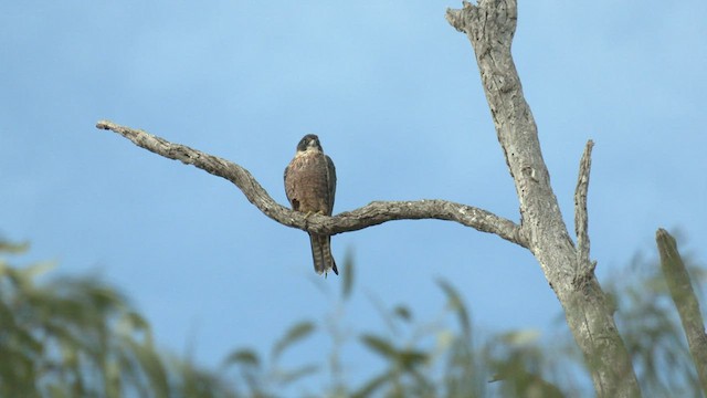 Australian Hobby - ML465966221