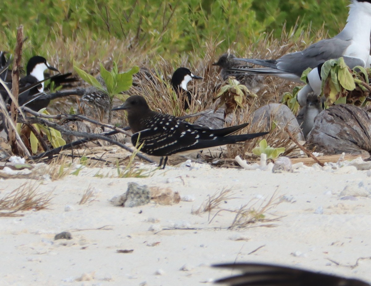 Sooty Tern - ML465966901