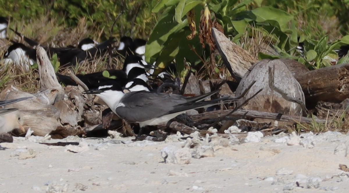 Gray-backed Tern - ML465966951