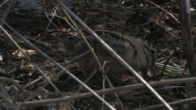 American Woodcock - ML465967
