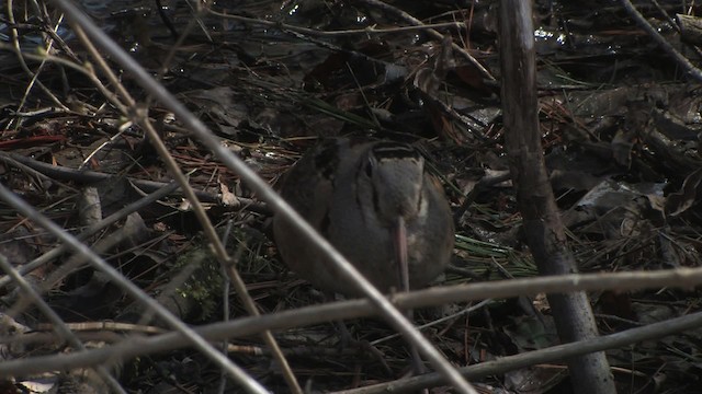 American Woodcock - ML465968