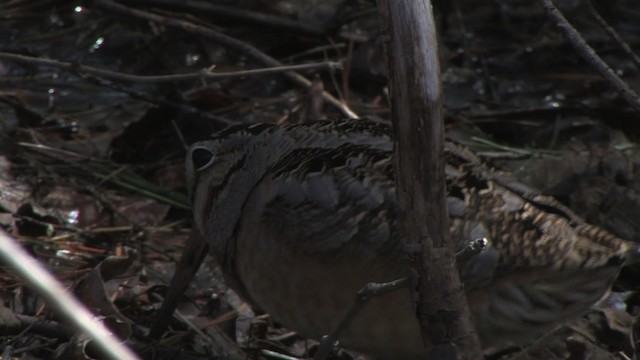 American Woodcock - ML465969