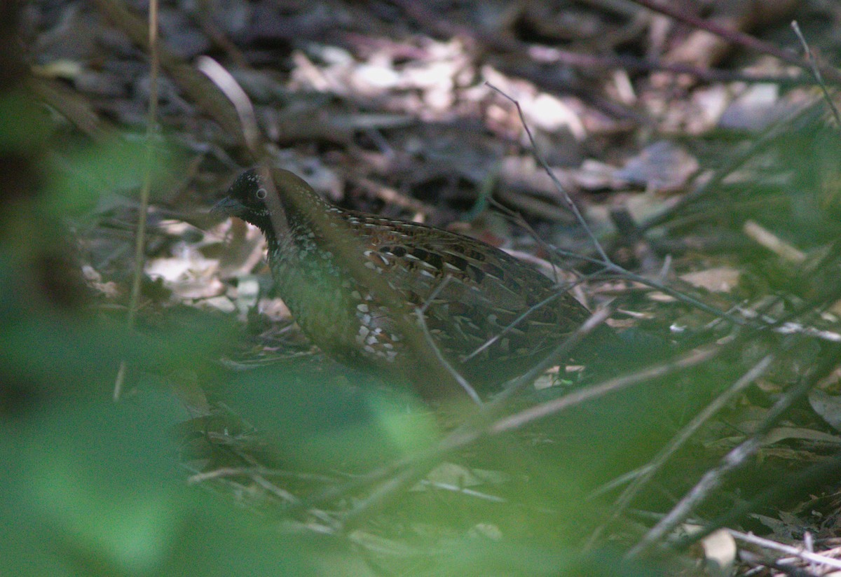 Black-breasted Buttonquail - Greg Roberts