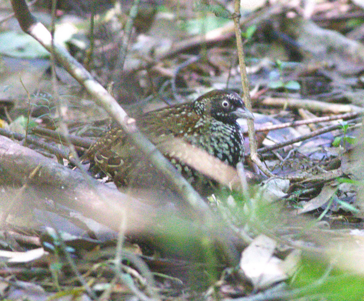 Black-breasted Buttonquail - Greg Roberts