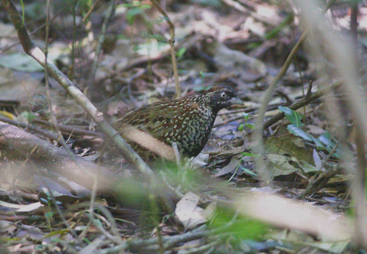 Black-breasted Buttonquail - Greg Roberts