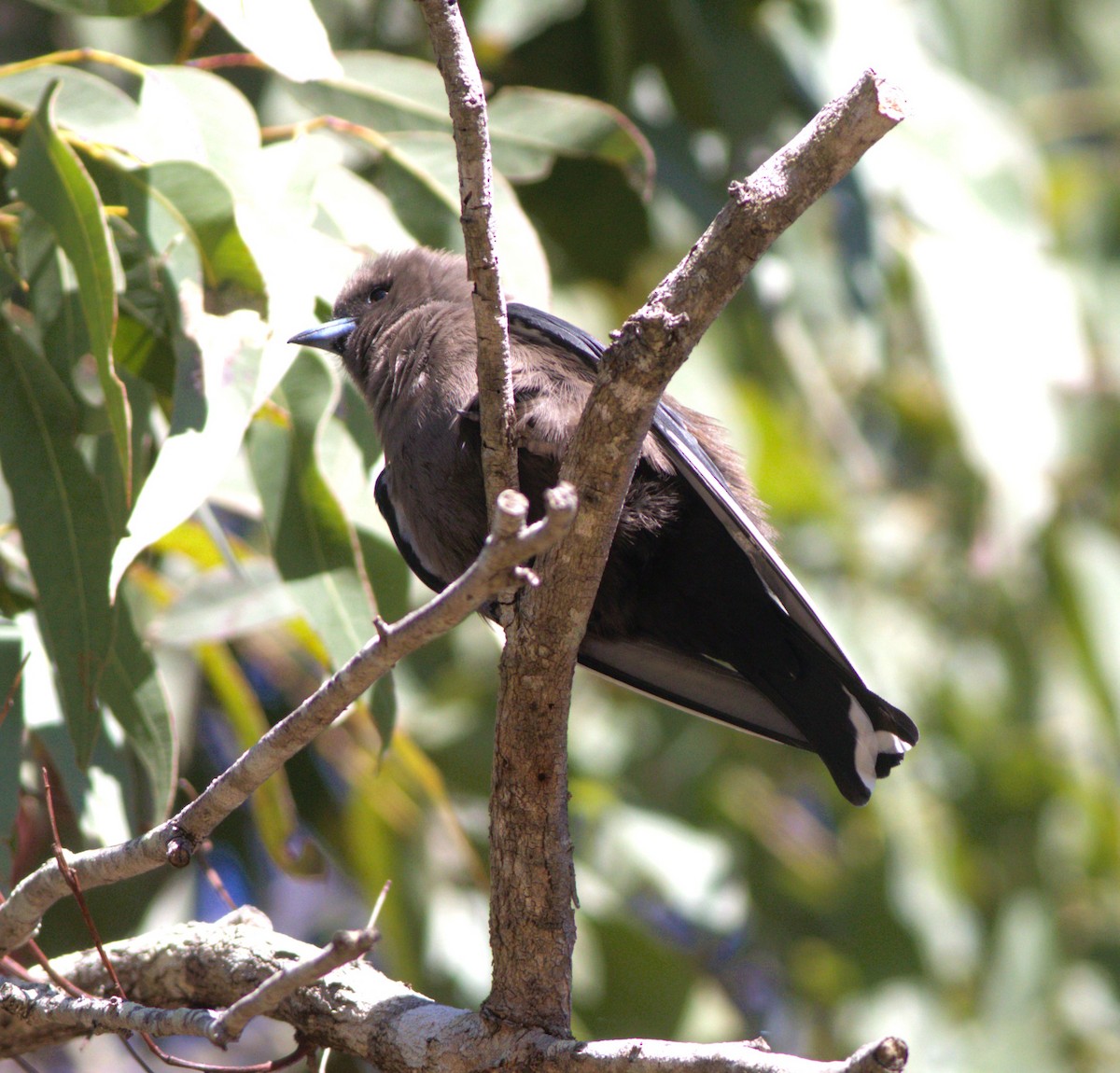 Dusky Woodswallow - Greg Roberts