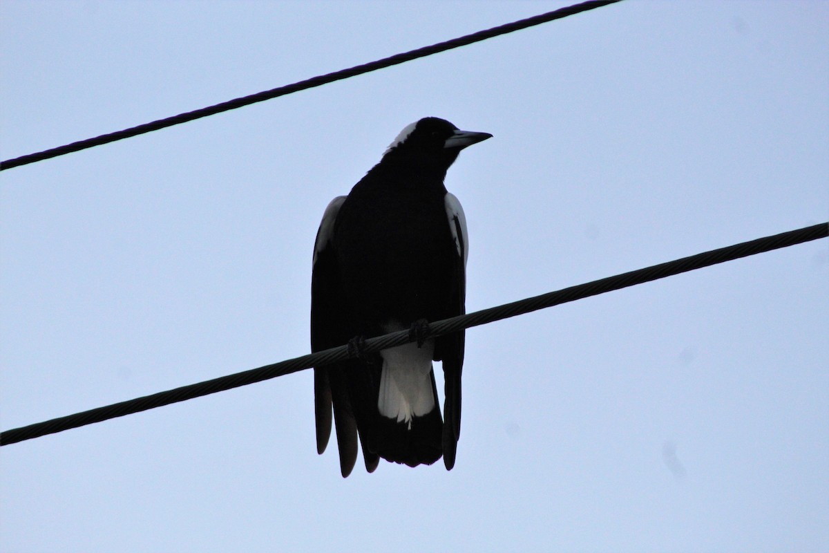 Australian Magpie (Black-backed) - ML465969901