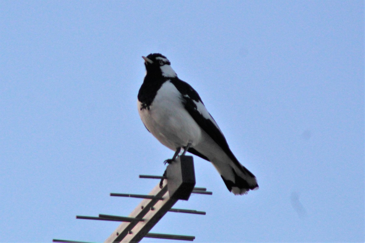 Magpie-lark - ML465969911