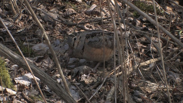 American Woodcock - ML465970