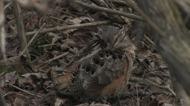 American Woodcock - ML465972