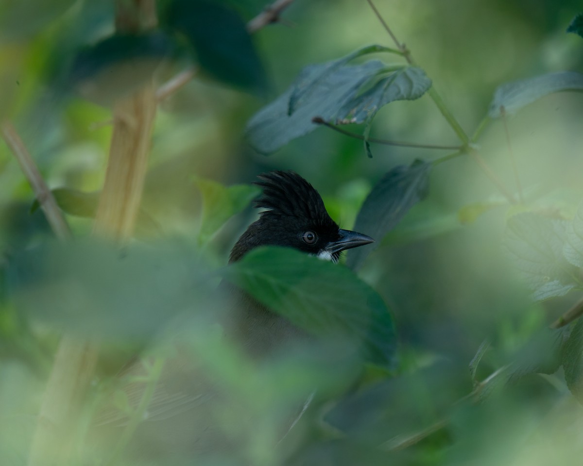 Eastern Whipbird - Anonymous