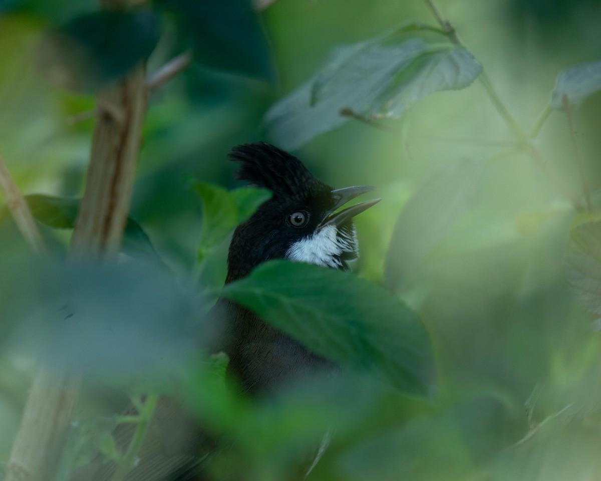 Eastern Whipbird - Anonymous