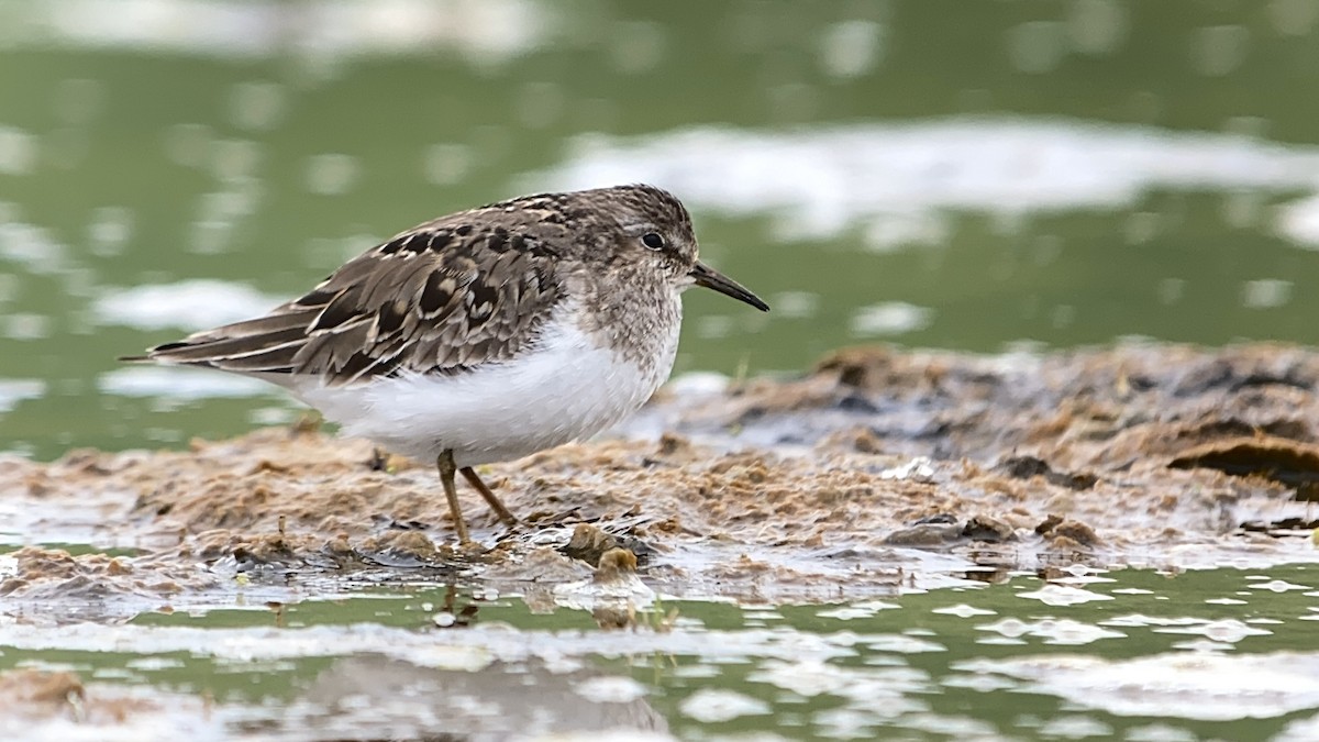 Temminck's Stint - ML465973541