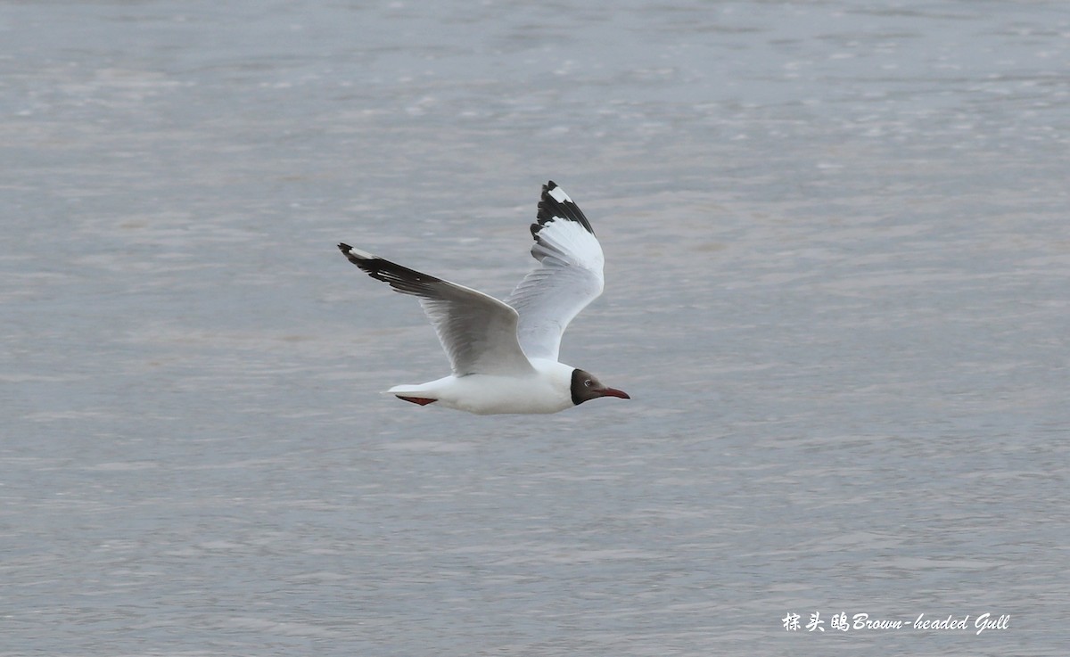 Brown-headed Gull - ML465973911