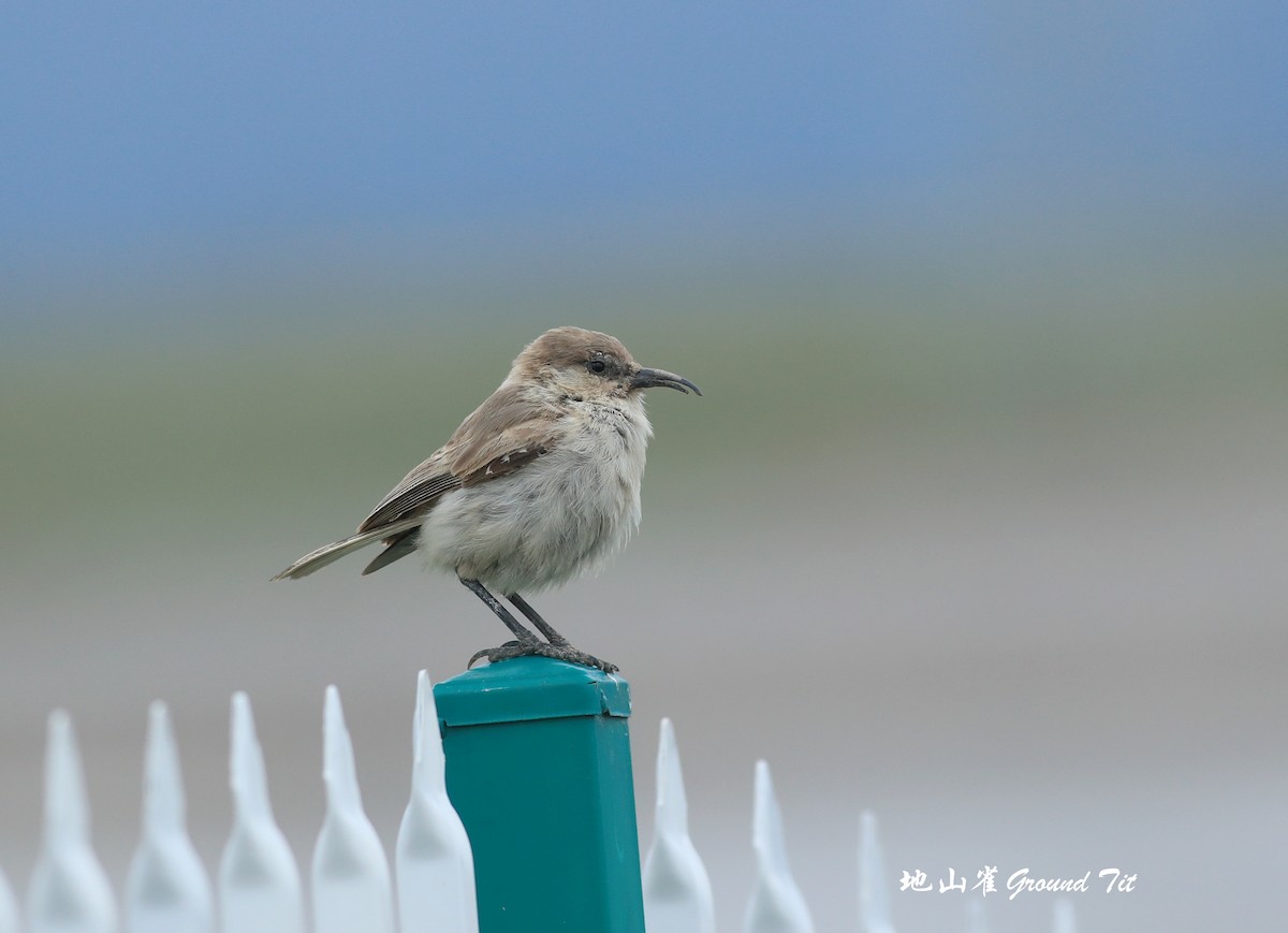 Ground Tit - ML465974201