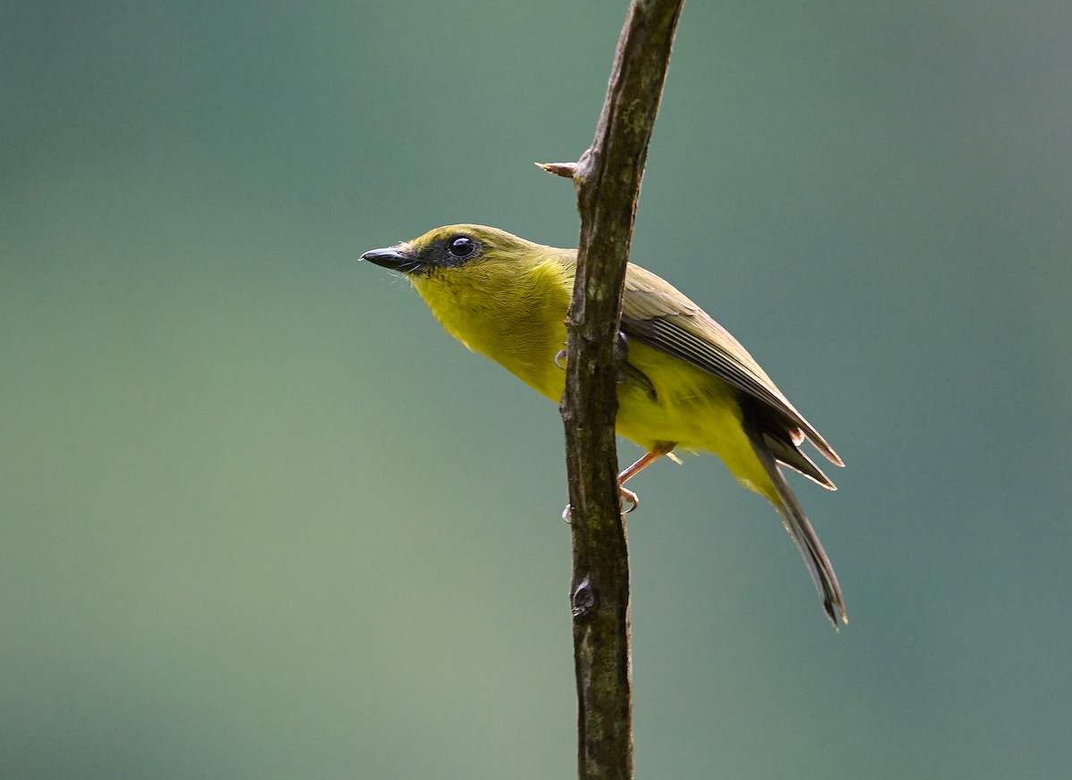 Bornean Whistler - ML465974371