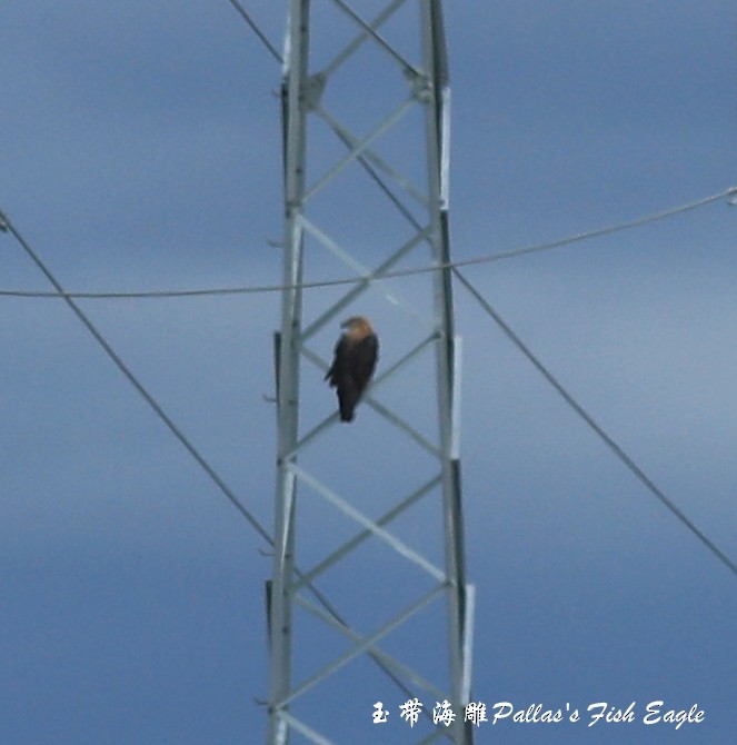 Pallas's Fish-Eagle - ML465974581