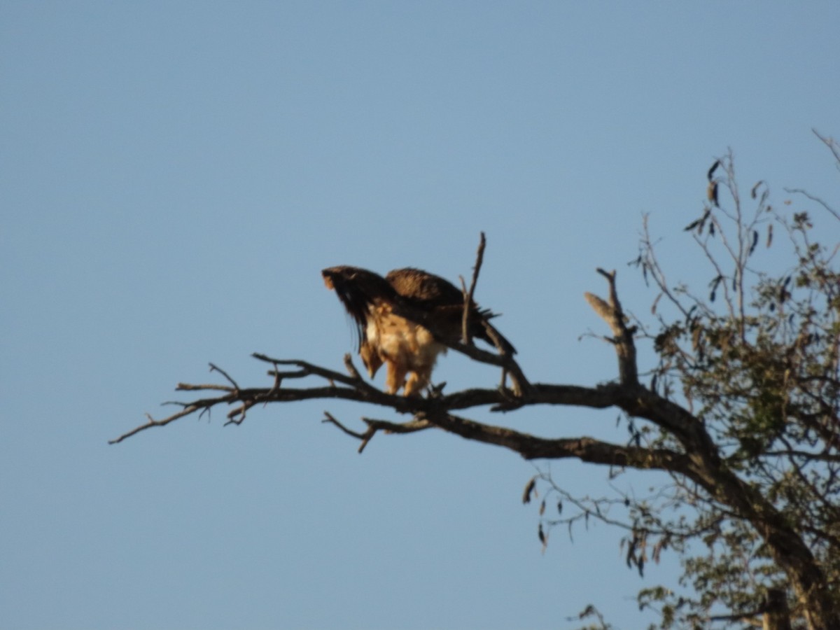 Tawny Eagle - ML465975151